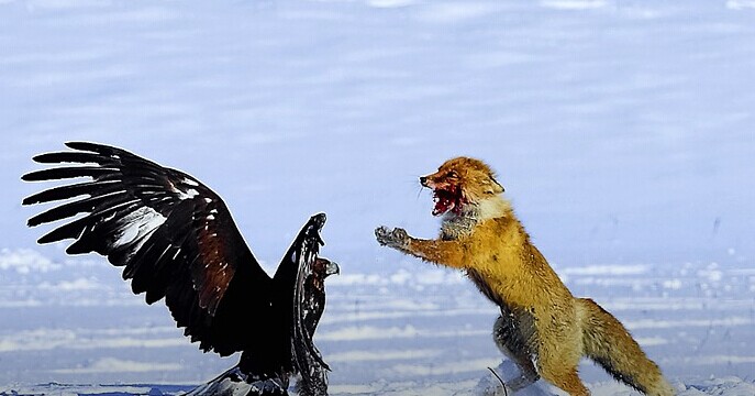 瘋狂之后合并落幕，血雨腥風的O2O下一年還有何隱憂？