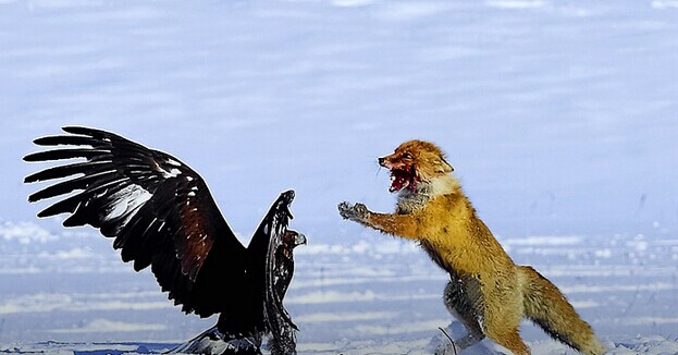  瘋狂之后合并落幕，血雨腥風(fēng)的O2O下一年還有何隱憂？