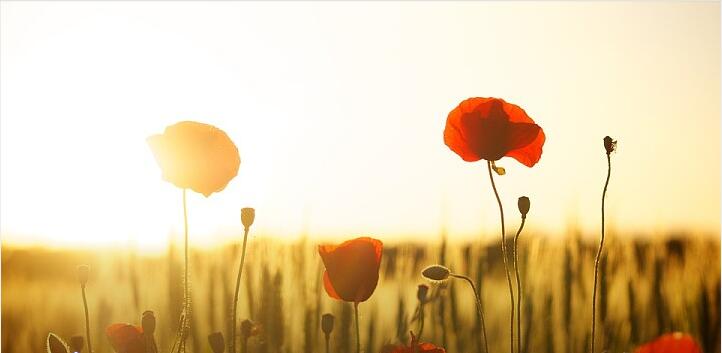 餐廳食品放罌粟殼，究竟是誰(shuí)的錯(cuò)