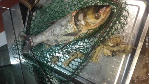 疑商家缺斤短兩，情侶“魚骨拼圖”維權(quán)