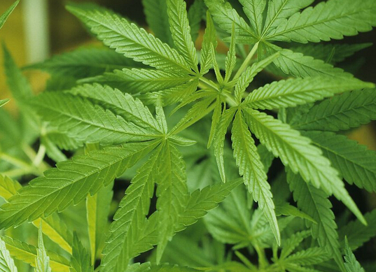 “4大長壽菜”將蕨菜除名，新成員是火麻