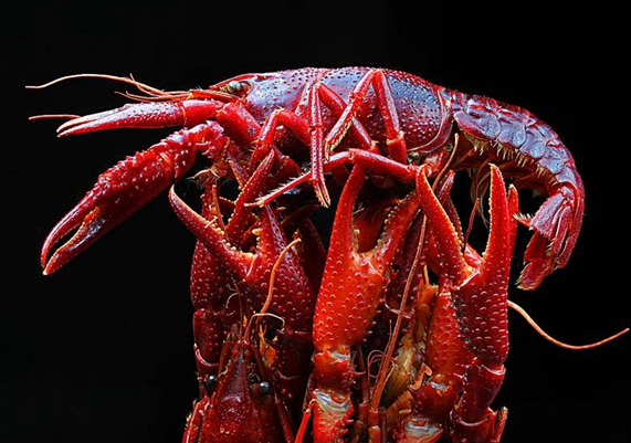 小龍蝦已經(jīng)成為紅海，還適合跟風嗎？