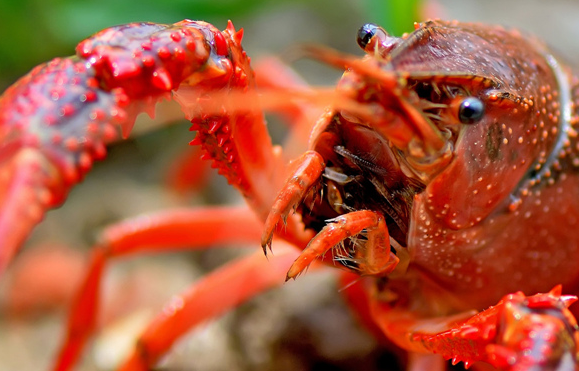 瘋狂的小龍蝦，瘋狂的餐飲業(yè)！這到底怎么了？
