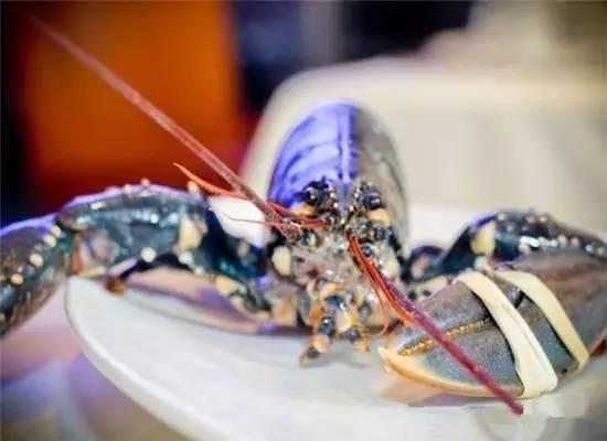 知識庫｜200萬只龍蝦中才出現(xiàn)1只藍(lán)龍蝦，太矜貴了！|餐飲界