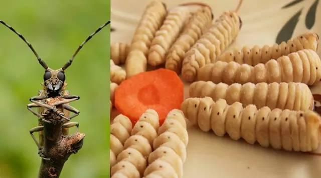 知識庫｜蟲類食材身價勝人參，餐廳秋冬菜譜敢放不？|餐飲界