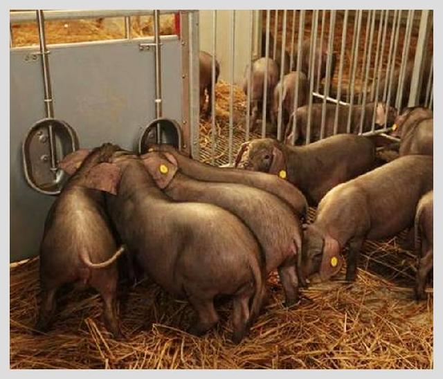 把豬賣出天價(jià)，餐飲人都應(yīng)該學(xué)學(xué)丁磊講故事的能力|餐飲界