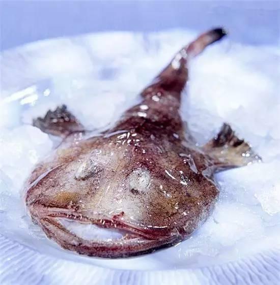 知識庫｜奇丑卻極美味的魚，餐廳趕緊上新菜！