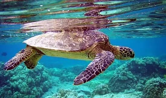 知識(shí)庫(kù)｜餐飲人需注意，這些野味吃了要坐牢！