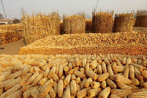 米賤傷餐，“玉米城市”餐飲預(yù)警！