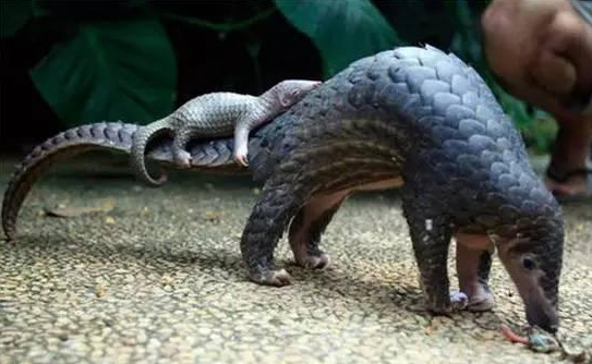 注意！又有一個(gè)餐飲老板因?yàn)橘u這個(gè)犯法了