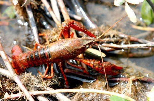 小龍蝦供應(yīng)鏈源頭大比拼，產(chǎn)地之爭到底在爭什么？|餐飲界