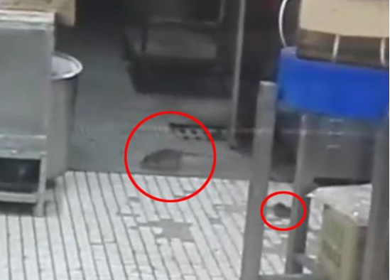 上海南京東路沈大成餐廳老鼠出沒，市場監(jiān)管局：3月剛滅鼠