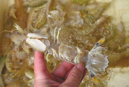 人為注膠讓皮皮蝦增重？專家辟謠:那是蝦黃和蝦膏