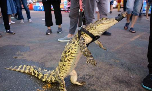 沈陽(yáng)街頭現(xiàn)鱷魚(yú)肉炸串 攤主街頭霸氣遛鱷魚(yú)