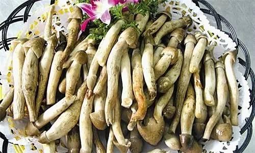 荔枝菌，可遇不可求的“嶺南菌王”