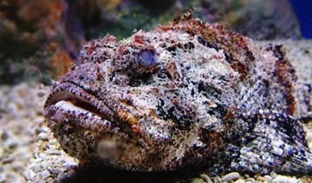 知識(shí)庫｜如何處理、烹飪世界最毒的海魚？