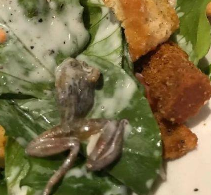惡心！她餐廳吃飯竟吃出整只死青蛙