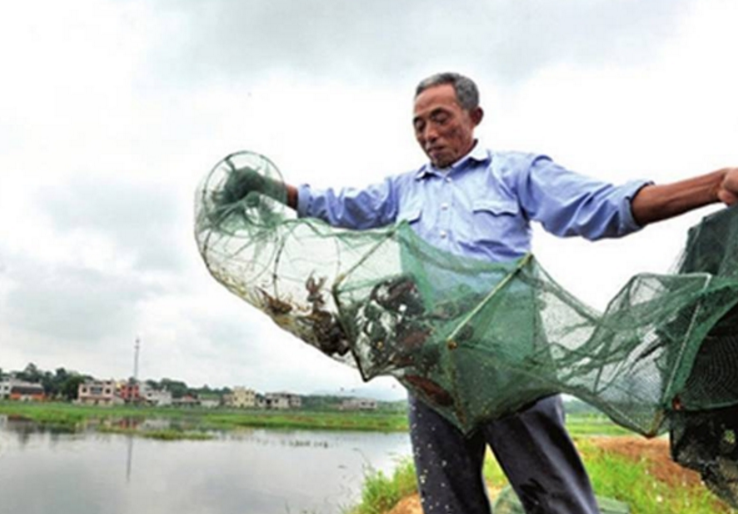 小龍蝦“斷供”是誰的“黑手”在操控？