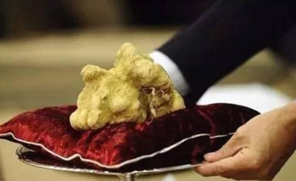 知識(shí)庫｜為了得到這種珍稀食材，澳門賭王豪擲33萬美金！