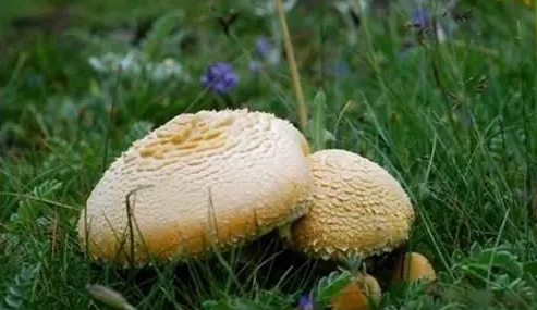 知識庫｜讓慈禧都贊嘆不已的食材，餐廳菜牌趕緊加上