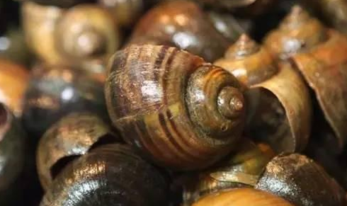 餐廳出售福壽螺就是黑心商家？這個(gè)鍋我們不背！