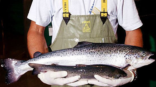 轉基因三文魚來了，長肉速度快了一倍