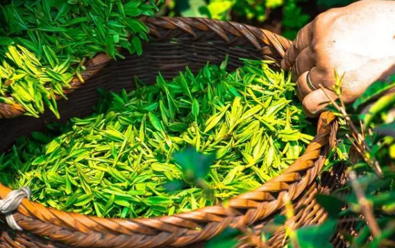 國內茶飲市場突破千億，如何把握時機開一家茶飲店