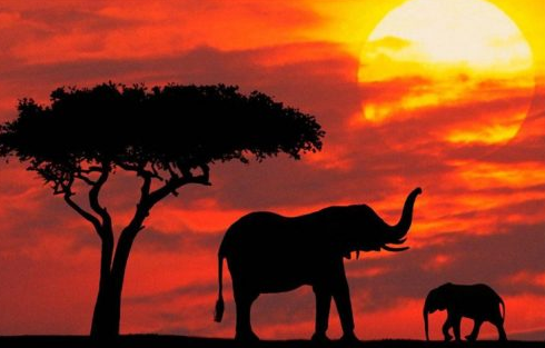 追逐野生動(dòng)物的足跡，體驗(yàn)一場狂野的肯尼亞美食之旅