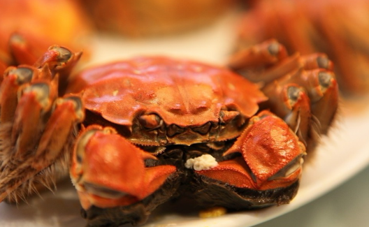 小龍蝦過冬大閘蟹爬上桌，季節(jié)性餐飲如何永保旺季