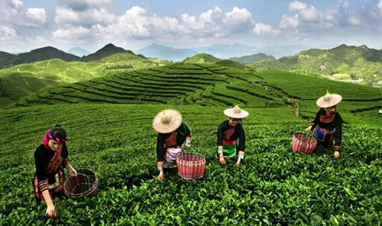 皇茶、喜茶之后，茶飲界又冒出一“黑馬”烏龍煎