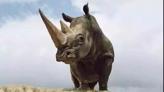 餐飲業(yè)最大的“灰犀?！?，你不可不重視！|餐飲界