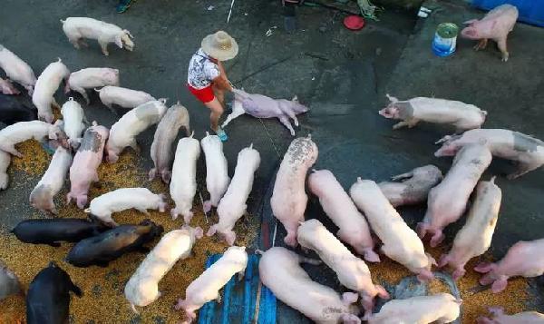 豬肉消費總量連年下滑，人們沒那么愛吃肉了嗎？|餐飲界