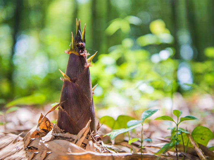 吃膩了麻辣鮮香的火鍋，不妨來嘗嘗這些春天的美食解解葷