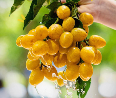 奈雪&喜茶爆火油柑與黃皮背后，是新茶飲鐵打的“模仿”圈！|餐飲界